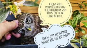 Сыч Лучик ждёт у лета апельсинов, курочки фазаны присматривают телегу. Цветочные совы суету наводят