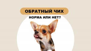 Обратный чих у собак — когда это норма, а когда нужно ехать к врачу