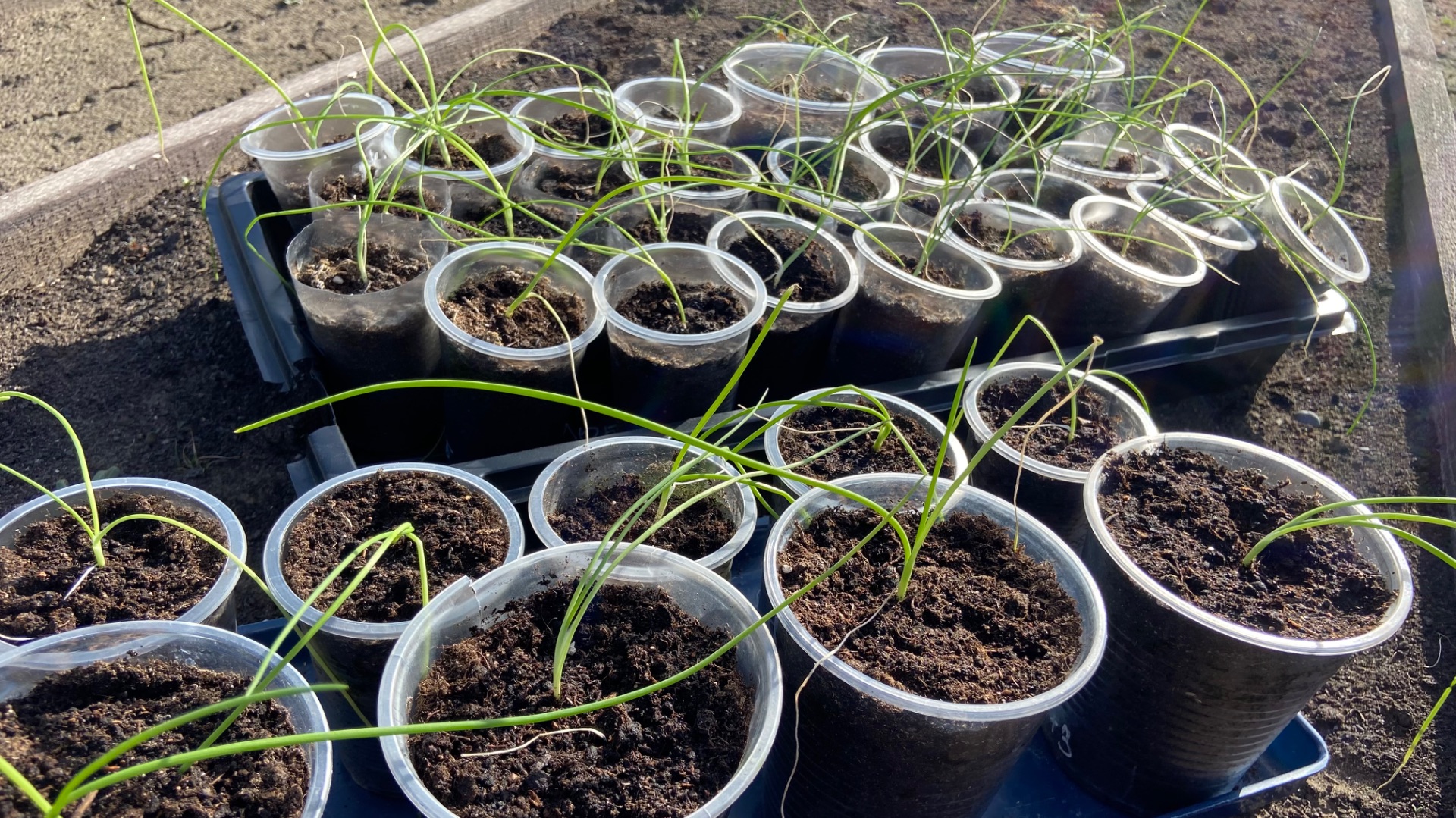 Сибирь 26 апреля, высадила рассаду лука Глоба в открытый грунт.