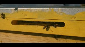 Пчелки в марте