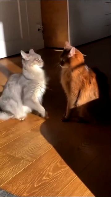 крутые видео с котами⚡