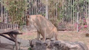 Все что нужно знать о Начянге