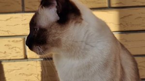 Диакнопия Сапфир Меколь