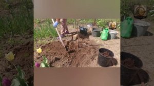 Плодовые деревья, с надеждой на большой урожай.