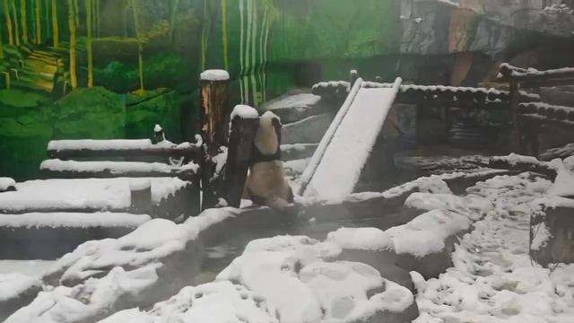 Звезда московского зоопарка панда Катюша радуется апрельскому снегу в Москве
