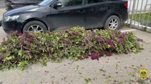 На Кубани приезжие решили сэкономить на свадьбе и украли 1,3 тыс. веток сирени