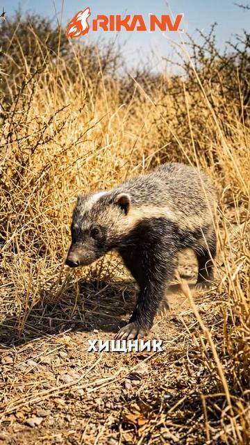 RikaNV познавательный: Медоед — безумный биологический мутант: маленький зверь с характером танка!
