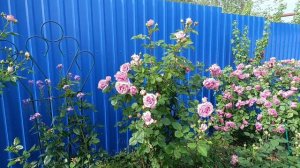 Розы цветут