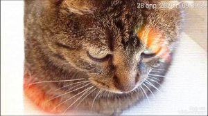 Мариуполь 🛥️ вторник 🐈🐈🐈🐈💻☕