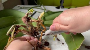 Надоело ТАКОЕ цветение! Срезаю цветоносы и пересаживаю!