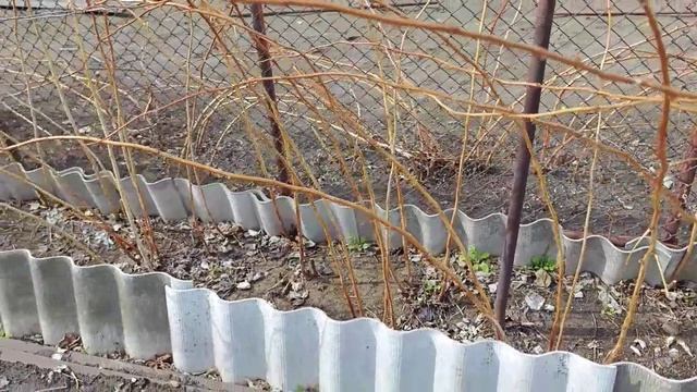 Сегодня первый раз переночевала в теплице. Про рассаду томатов, капусты, и о том, как перезимовали.