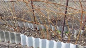 Сегодня первый раз переночевала в теплице. Про рассаду томатов, капусты, и о том, как перезимовали.