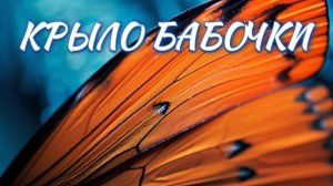 Крыло бабочки (2026 год)