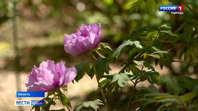 В Никитском ботаническом саду впервые представили редкую коллекцию гибридных древовидных пионов