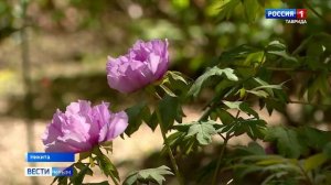 В Никитском ботаническом саду впервые представили редкую коллекцию гибридных древовидных пионов