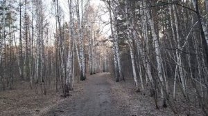 Новосибирский дендропарк  в конце апреля. Природа.