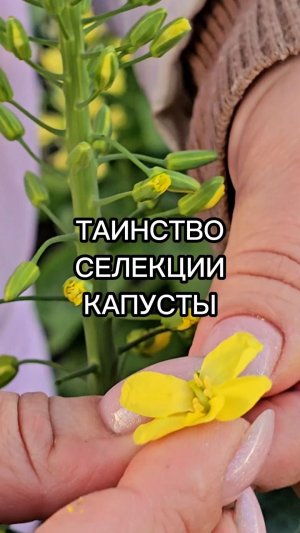 Как мы создаем НОВЫЕ СОРТА КАПУСТЫ? Работа селекционеров в теплице.