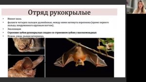 РАЗНООБРАЗИЕ МЛЕКОПИТАЮЩИХ