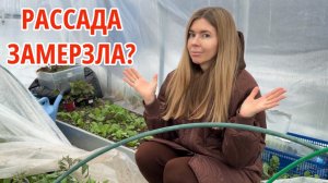 ЗИМА ВЕРНУЛАСЬ, А Я УЖЕ ВЫСАДИЛА РАССАДУ 🥶