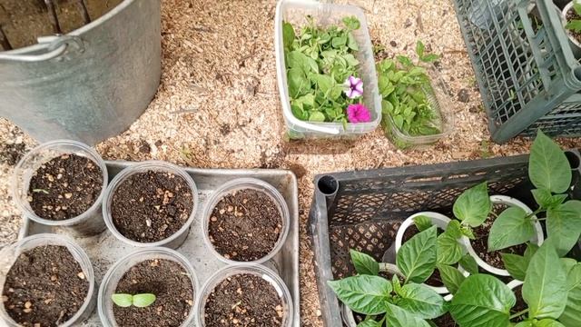 готовим осиновую кору для чая