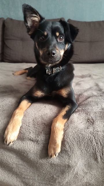 Хотите завести собаку? #мойпитомец #собачка #любимыепитомцы #домашниеживотные