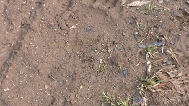 следы косолапого