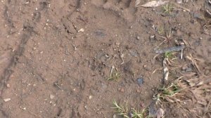 следы косолапого