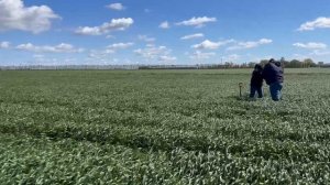 Еланчик по бобовым