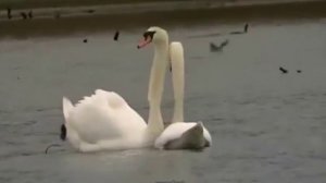 Танец влюблённых лебедей.