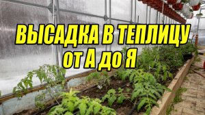 НЕ ВЫСАЖИВАЙТЕ ТОМАТНУЮ РАССАДУ В ТЕПЛИЦУ, ПОКА НЕ УВИДИТЕ ЭТО! Секреты Подмосковья 2026 (от А до Я)
