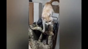 Отличная песня про животных на СВО.