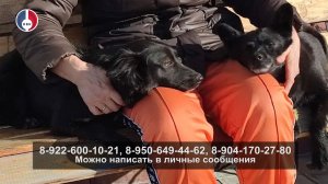 Первоуральский приют. Судьба сразу двух питомцев спасена