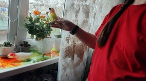 веселые приключения в деревне