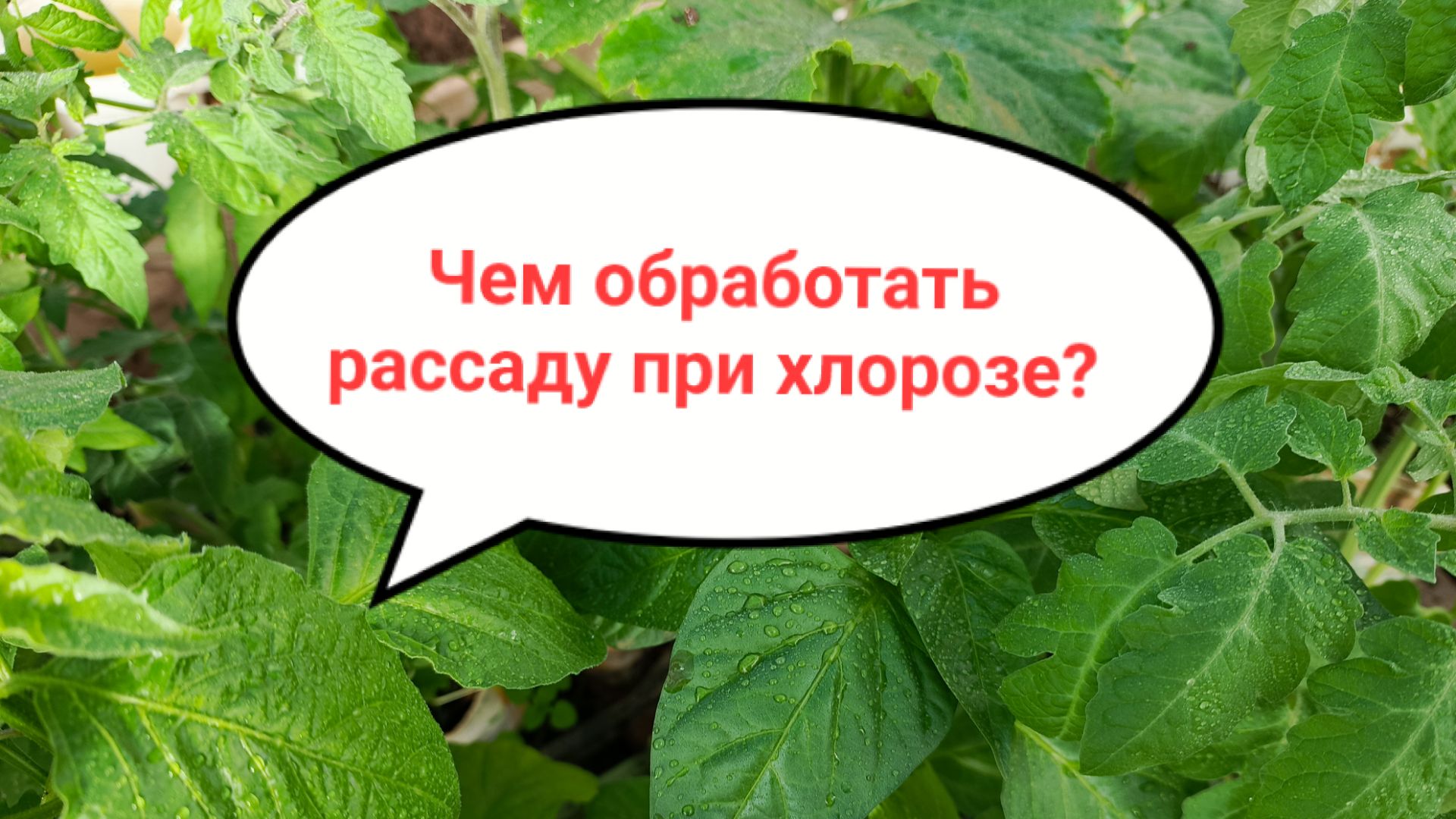 Чем обработать рассаду и цветы при хлорозе - пожелтении листьев?