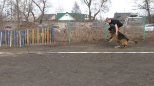 РАБОЧИЙ КОБЕЛЬ ДЛИННАЯ ШЕРСТЬ