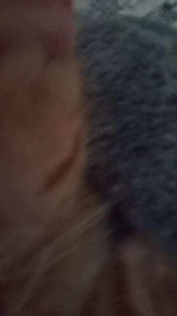 рыжий кот ^_^