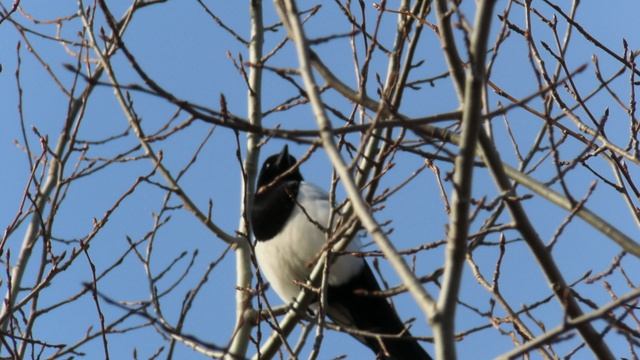 Кадры дня 12 апреля 2026 / Часть вторая / Ижора. Межстоличье.