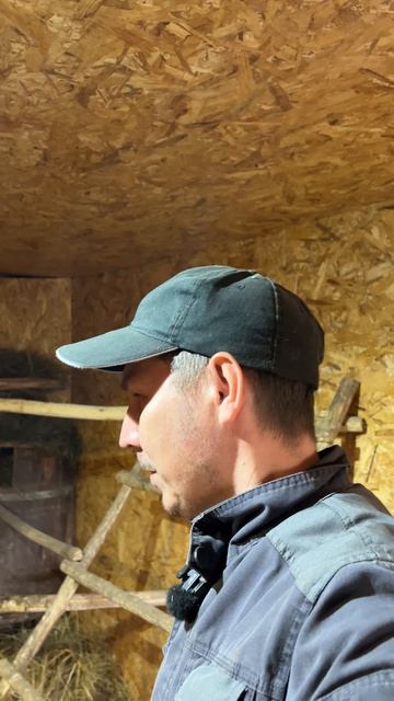 Новости из курятника. куры новости вторая_жизнь уют