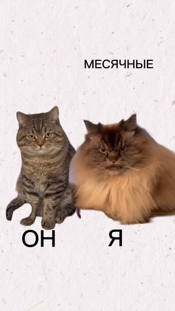 Фазы цикла. Овуляция