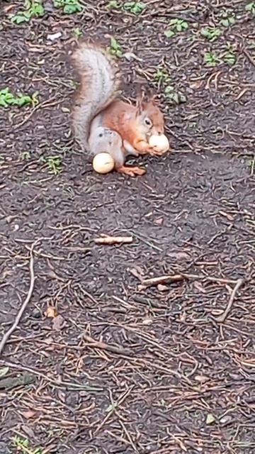 Белки у дальних кормушек (29.04.26.)