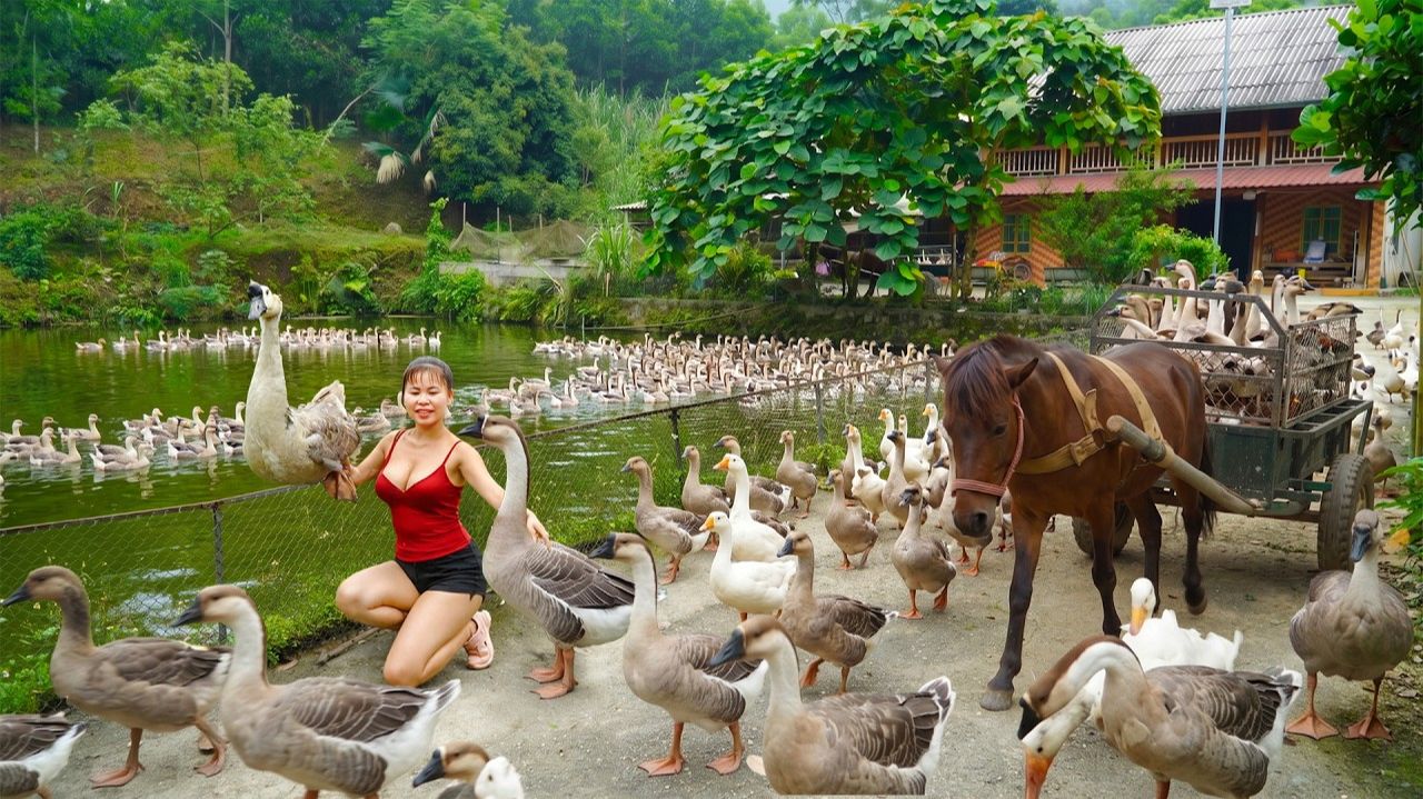 Купите много гусей у пожилой фермерши. Отправляйтесь на деревенский рынок и продайте их  Ly Tieu