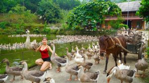 Купите много гусей у пожилой фермерши. Отправляйтесь на деревенский рынок и продайте их | Ly Tieu