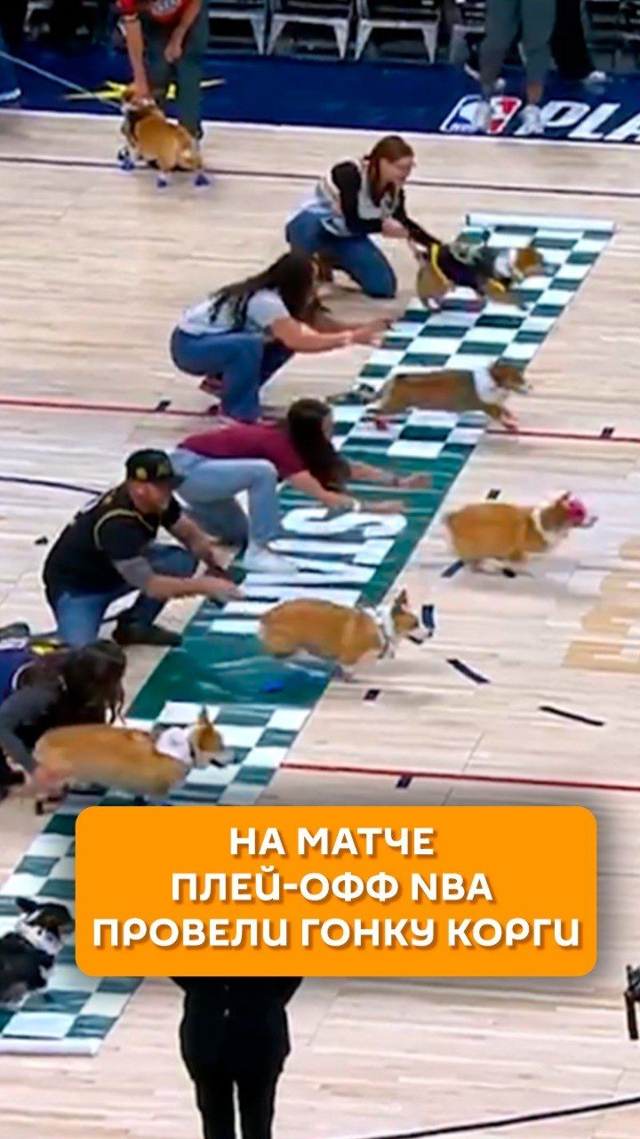 На матче плей-офф NBA провели гонку корги