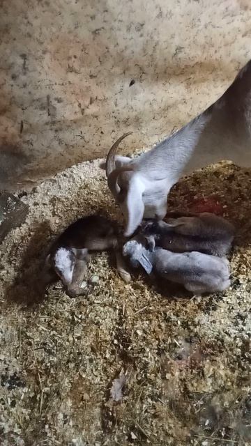 Трое новорождённых