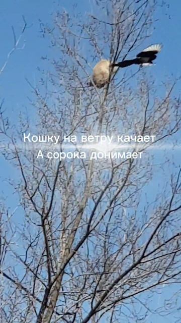Кошку на ветру качаета сорока донимает.природа сорока кошка апрель