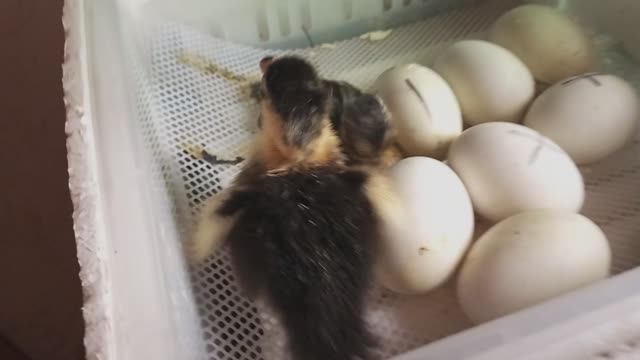 19е сутки инкубации. Утро началось с наклевов и утят стало больше. Опять темненький, не Гримо.