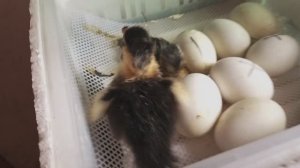 19е сутки инкубации. Утро началось с наклевов и утят стало больше. Опять темненький, не Гримо.