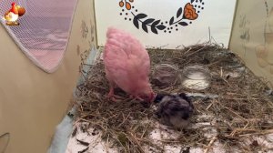 Розовый цыплёнок пришёл поддержать больного друга 🐥