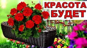 Коней на переправе не меняю. Растила всю зиму, пора в ящики