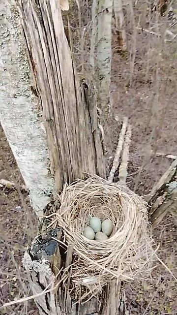 Гнёздышко. 29. 04. 26г.